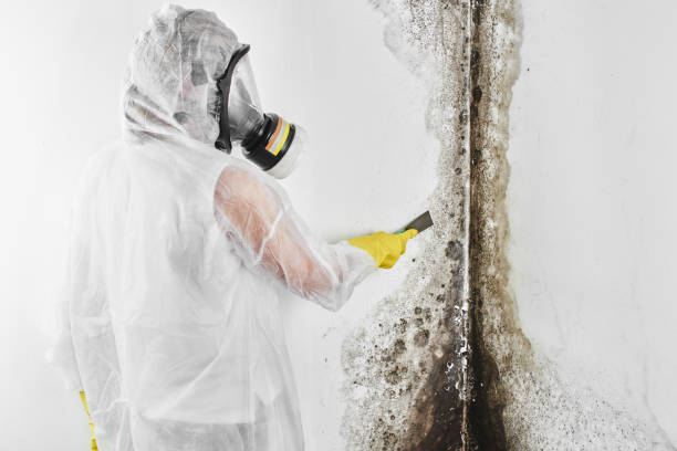 Best Health and Safety Mold Remediation in Woodbine, GA