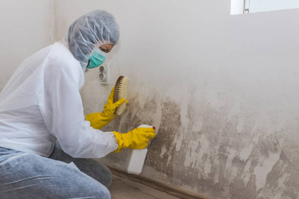 Best Attic Mold Remediation in Woodbine, GA