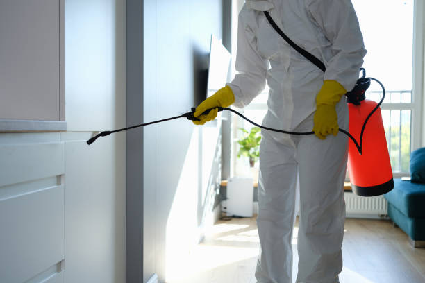 Best Post-Flood Mold Remediation in Woodbine, GA