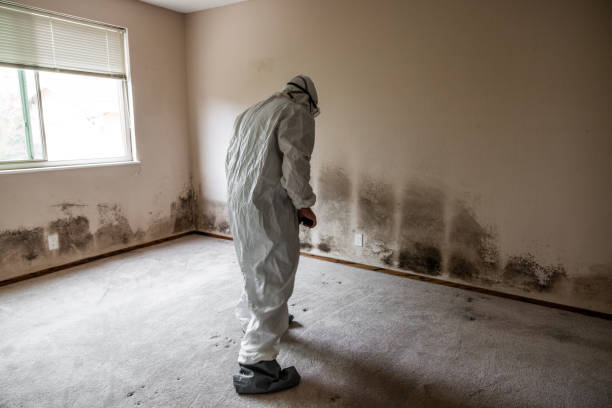 Best Post-Remediation Services in Woodbine, GA