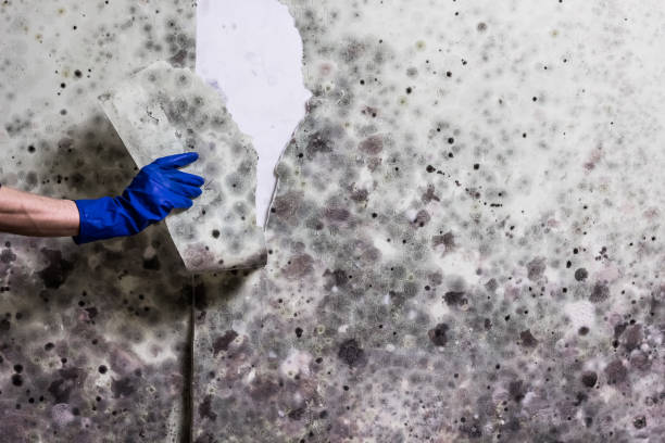 Best Commercial Mold Remediation in Woodbine, GA