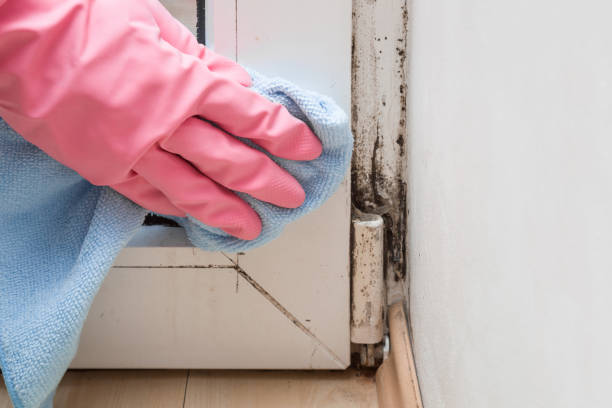 Best Bathroom Mold Remediation in Woodbine, GA